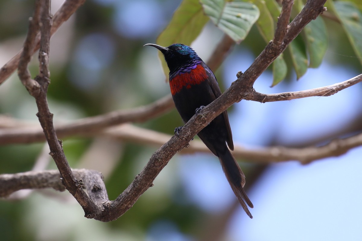 Red-chested Sunbird - ML616866003