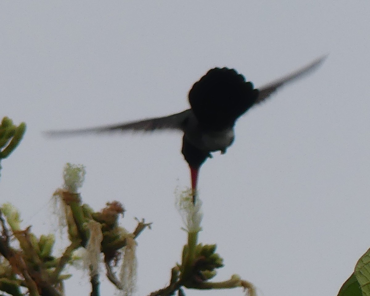 kolibřík bělobradý - ML616866007