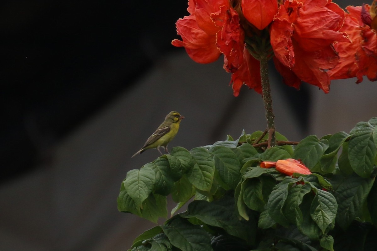Yellow-fronted Canary - ML616866010