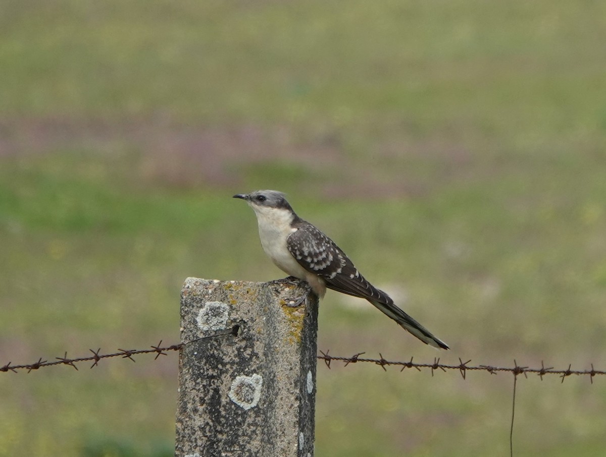 Great Spotted Cuckoo - ML616866124