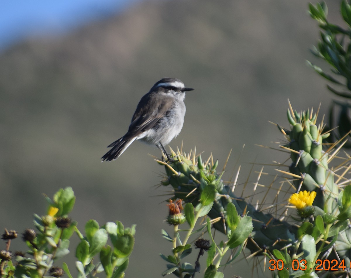 White-browed Chat-Tyrant - ML616866140