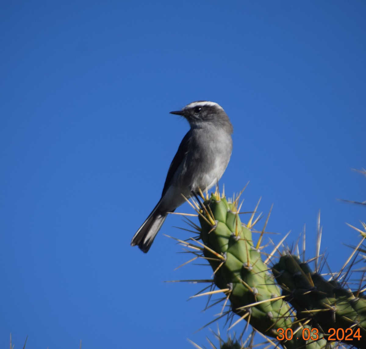 White-browed Chat-Tyrant - ML616866141