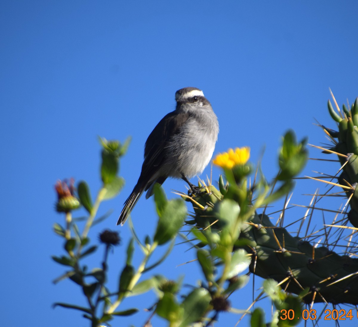 White-browed Chat-Tyrant - ML616866142