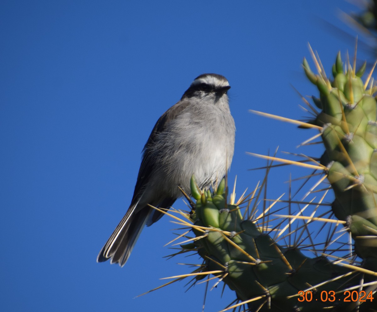 White-browed Chat-Tyrant - ML616866143