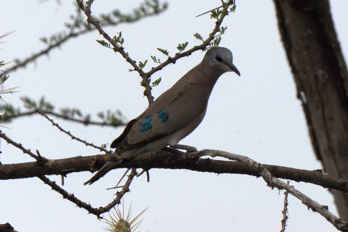 Emerald-spotted Wood-Dove - ML616866233