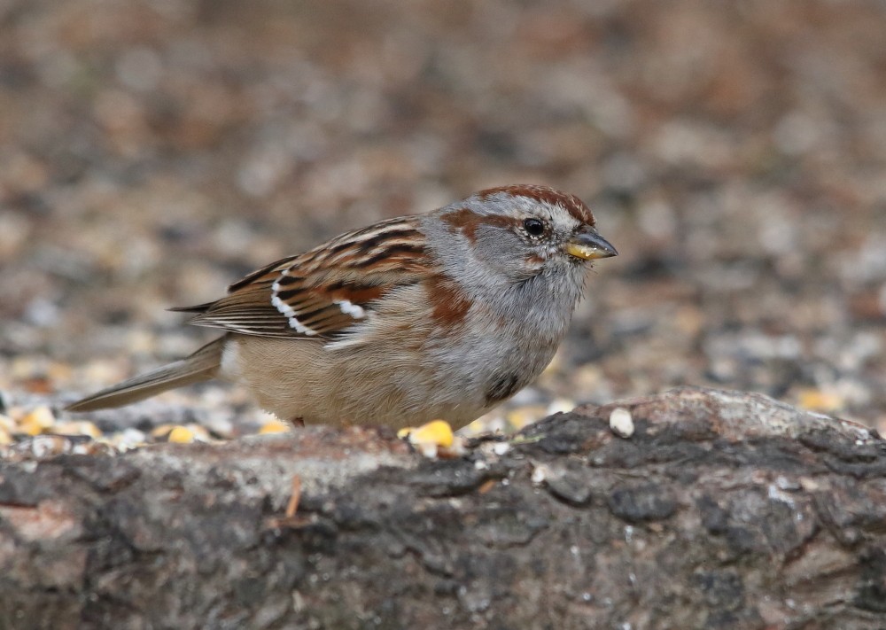 American Tree Sparrow - ML616866302
