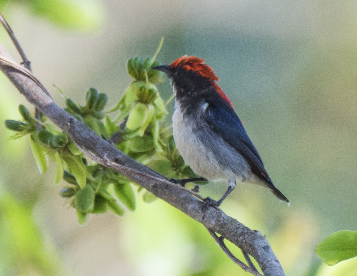 Scarlet-backed Flowerpecker - ML616866345