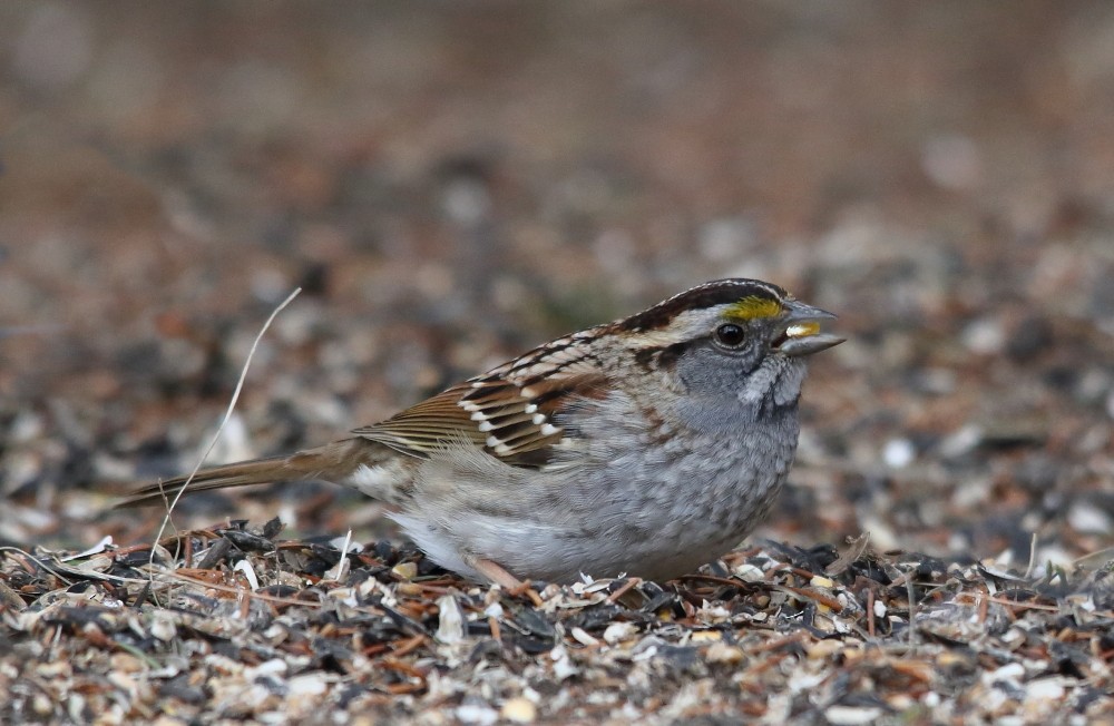 White-throated Sparrow - ML616866358