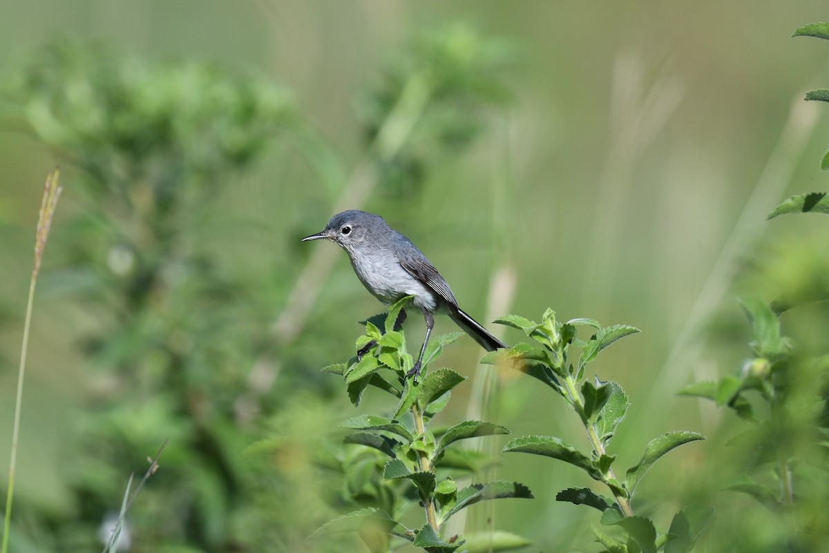 Blue-gray Gnatcatcher (Cozumel) - terence zahner