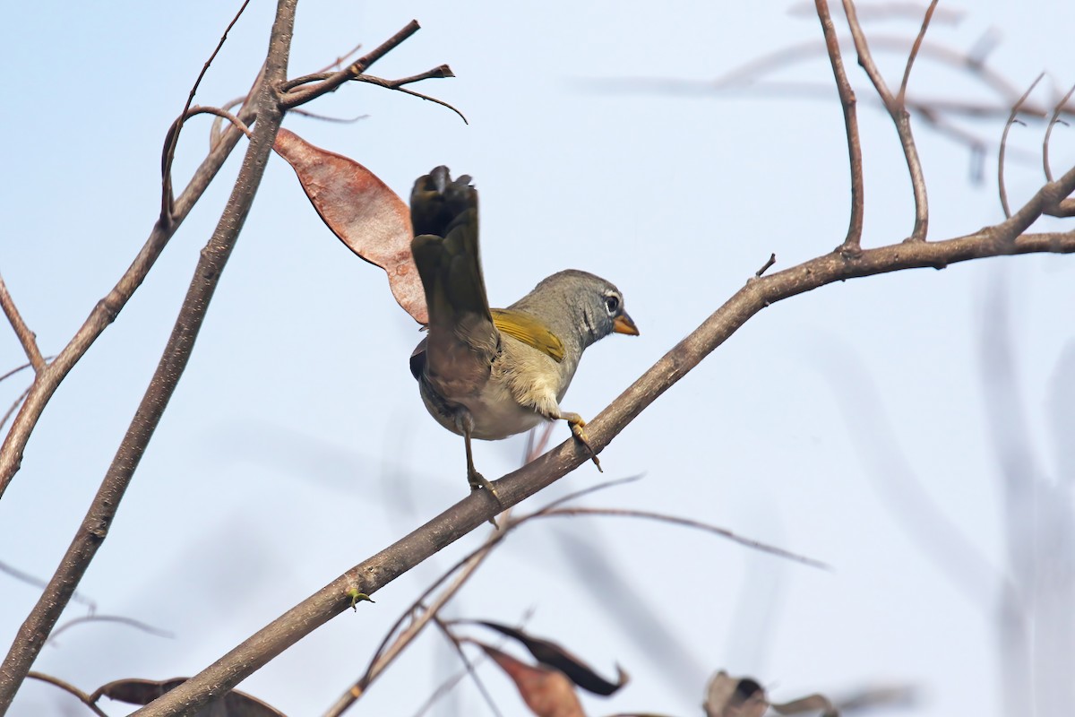 Pale-throated Pampa-Finch - ML616866529