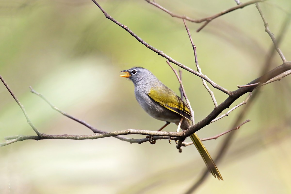 Pale-throated Pampa-Finch - ML616866531