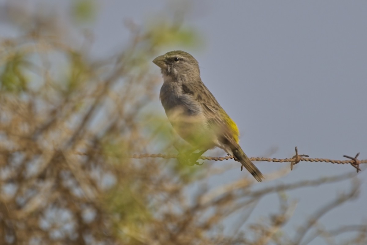 White-throated Canary - Xabier Vázquez Pumariño
