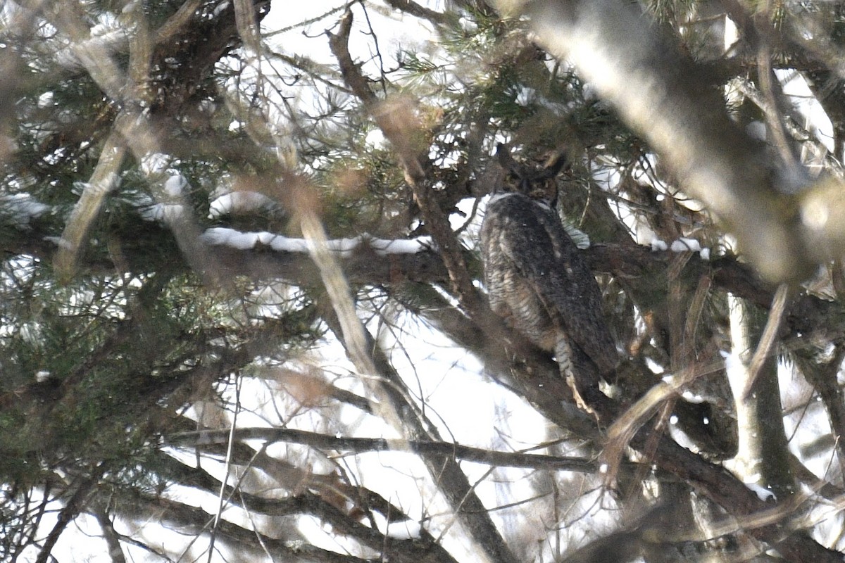 Great Horned Owl - ML616866719