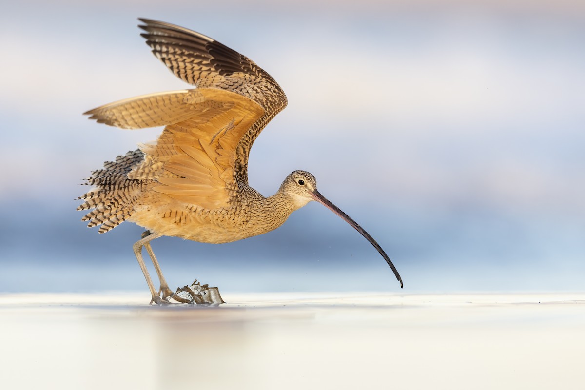 Long-billed Curlew - ML616866785
