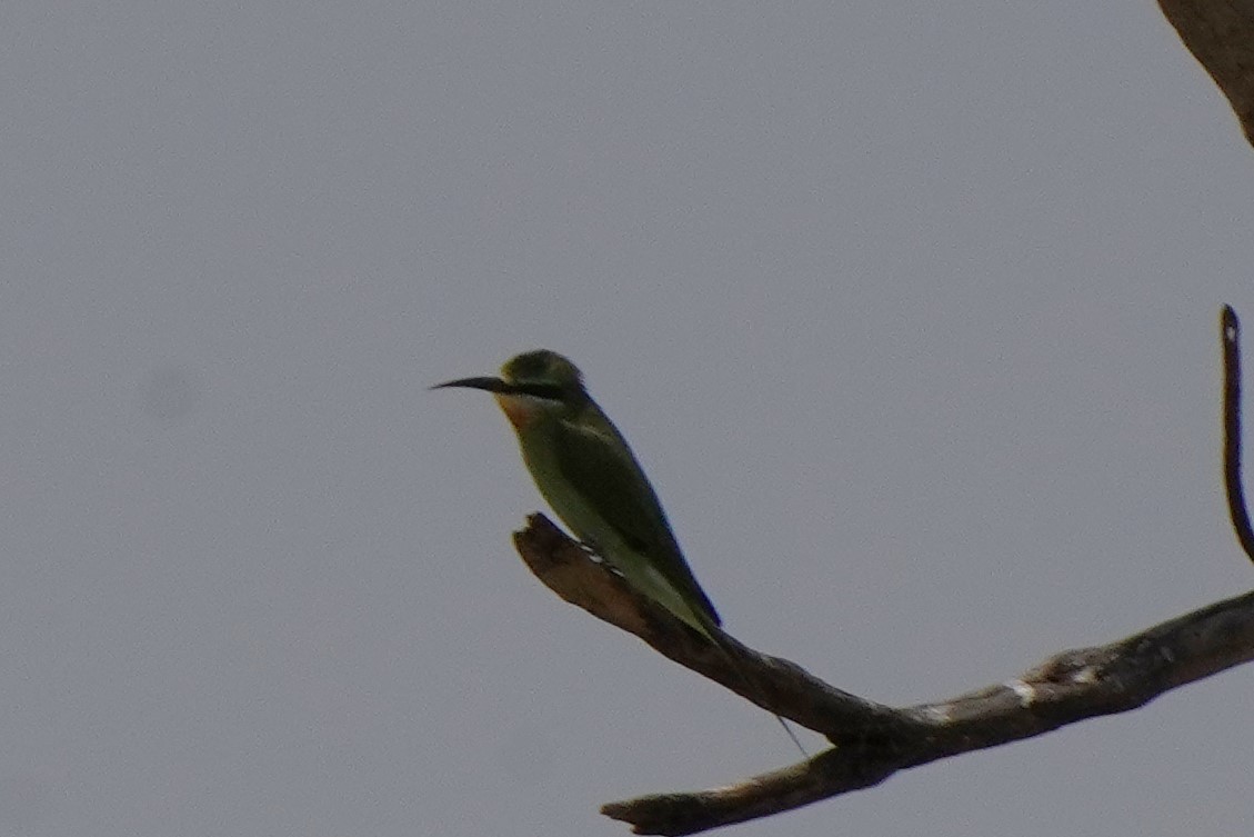 Blue-cheeked Bee-eater - ML616866821