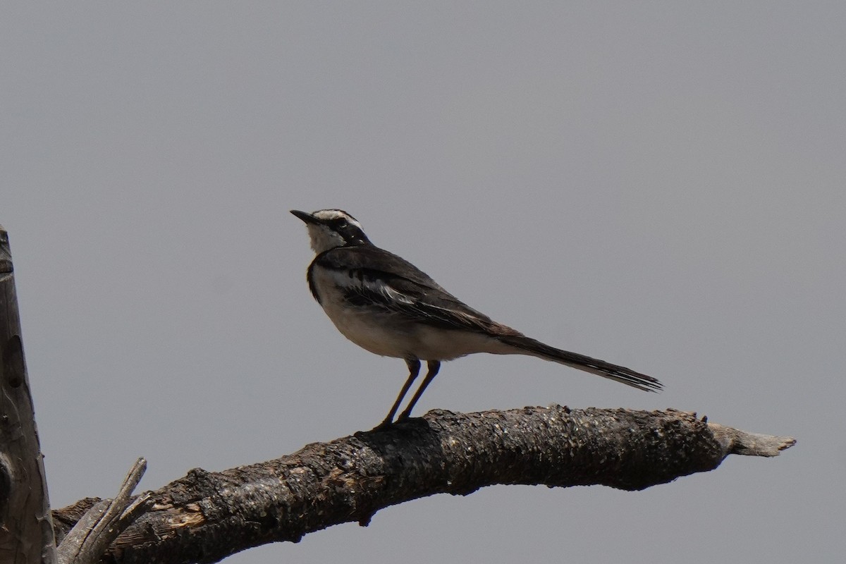 African Pied Wagtail - ML616866872