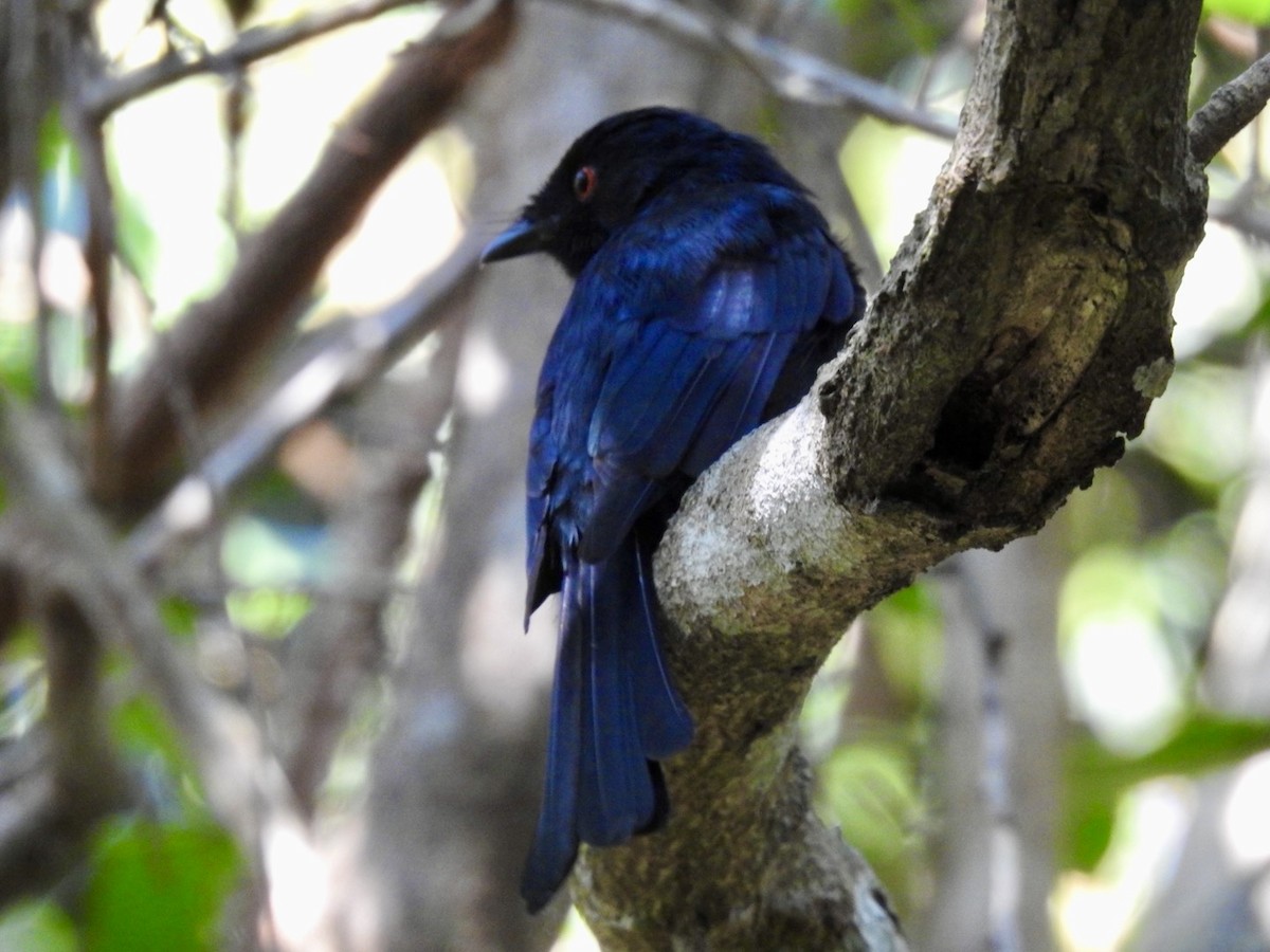 Square-tailed Drongo - ML616866901
