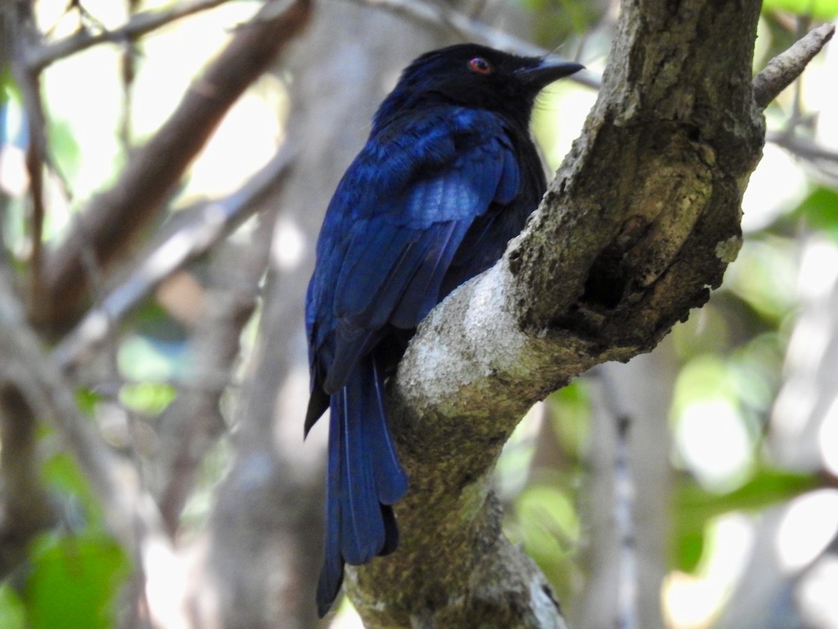 Square-tailed Drongo - ML616866902