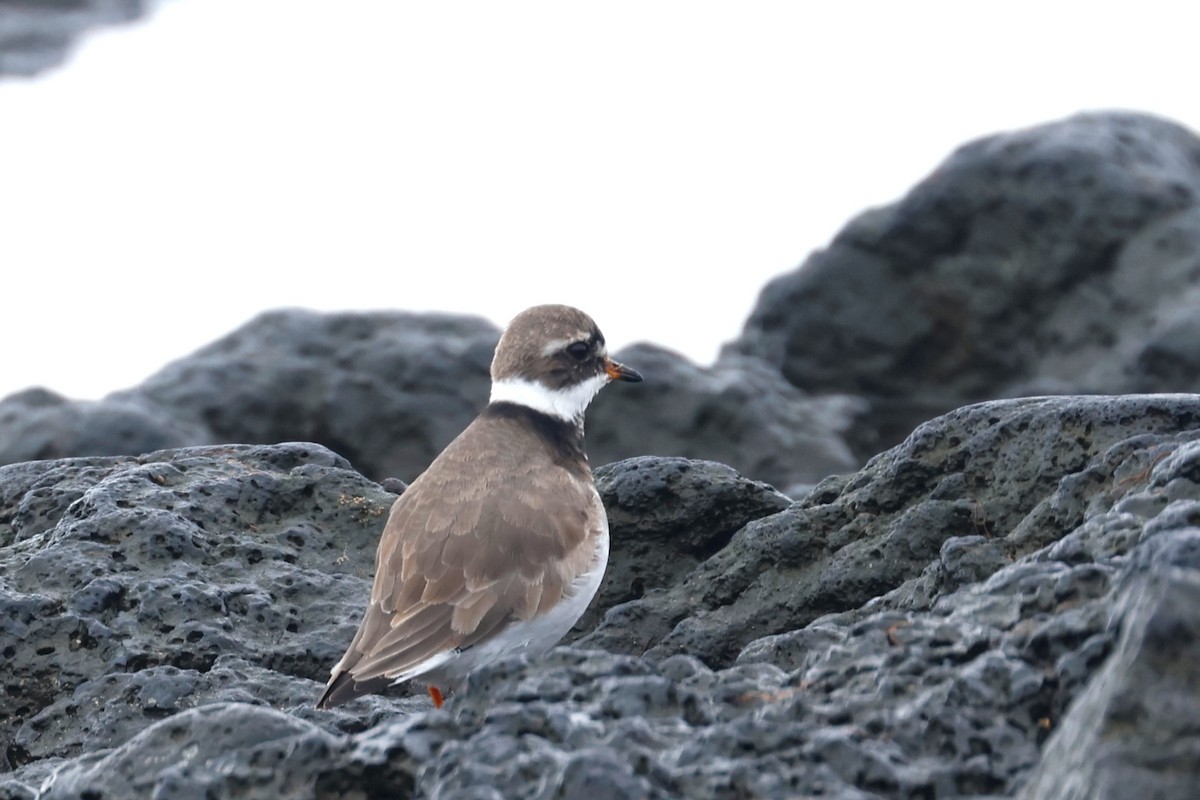 Common Ringed Plover - ML616866907