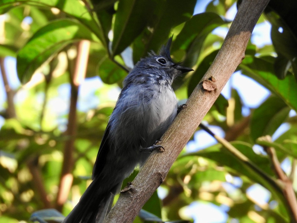 African Crested Flycatcher - ML616866916