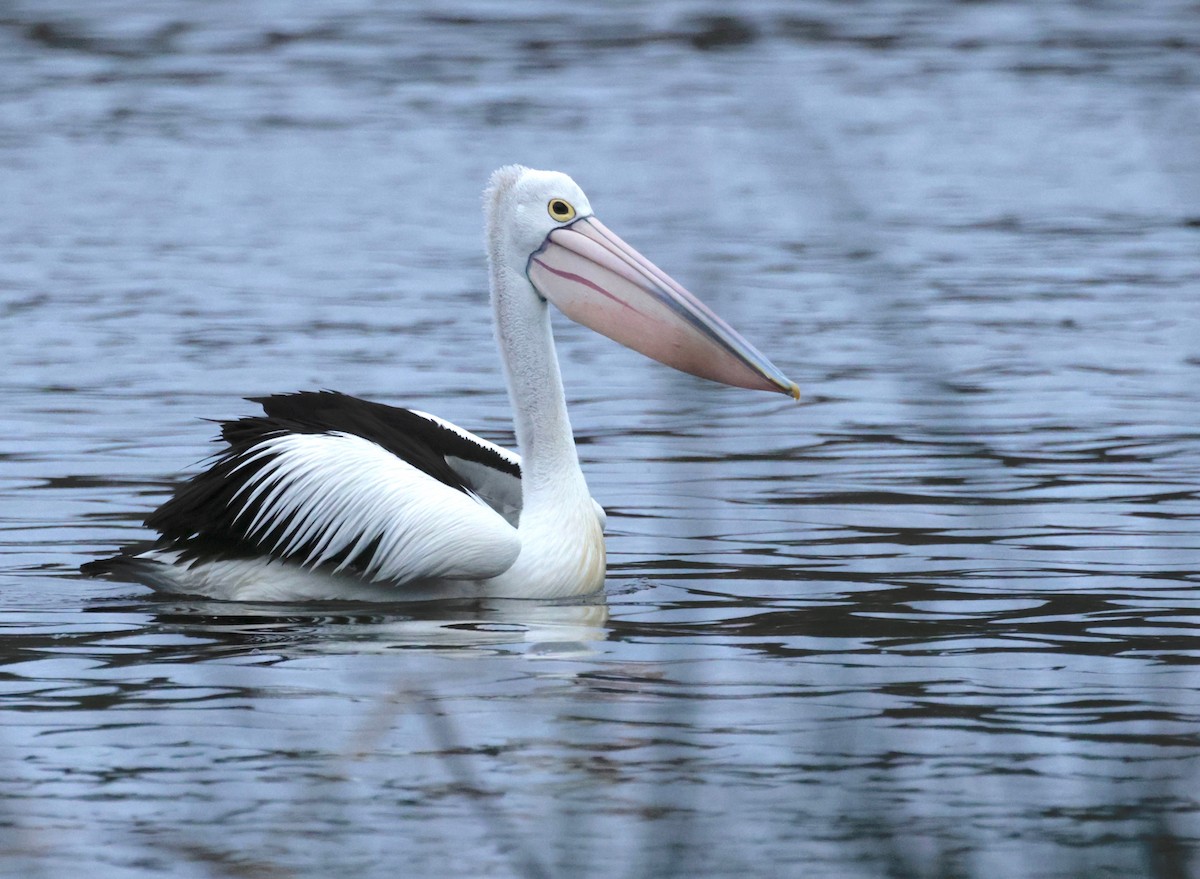pelikán australský - ML616866928