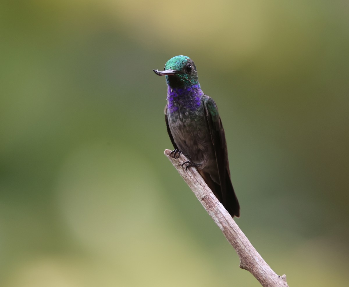 Sapphire-throated Hummingbird - ML616866947