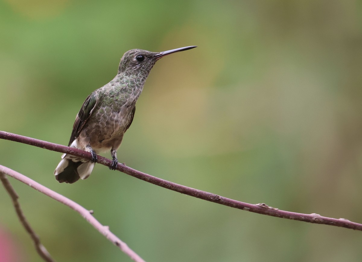 kolibřík skvrnitoprsý - ML616866959