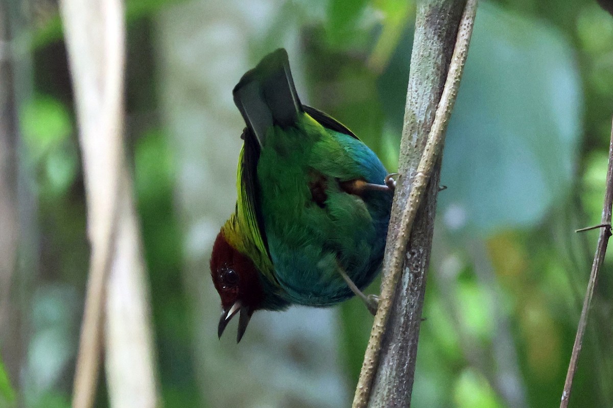 Bay-headed Tanager (Bay-and-blue) - ML616867047