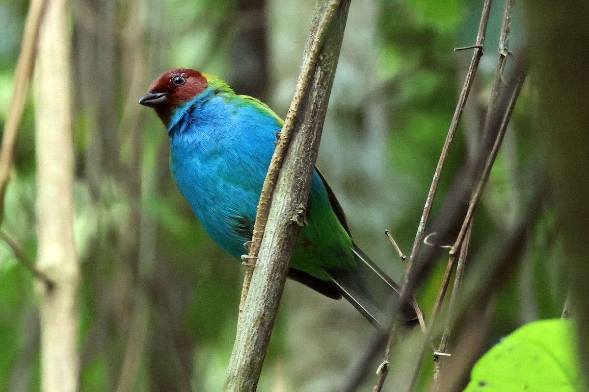 Bay-headed Tanager (Bay-and-blue) - Vern Bothwell