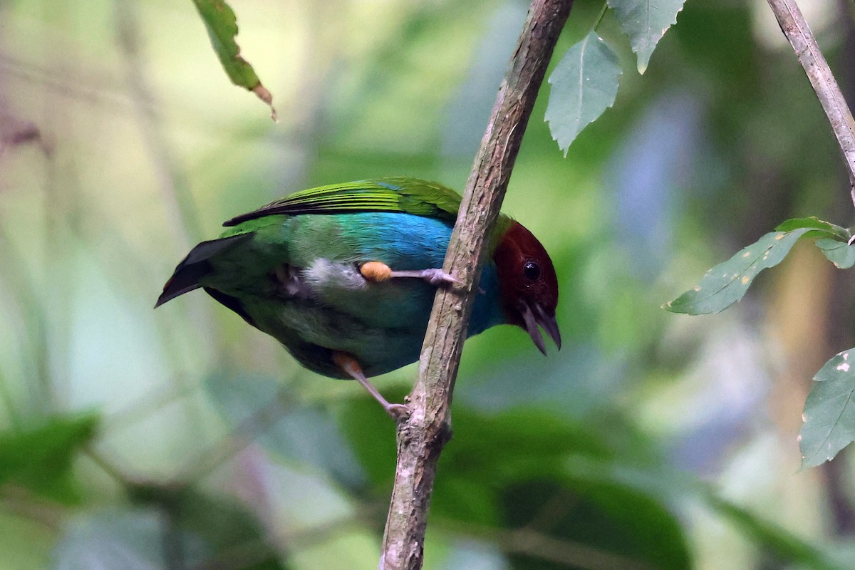 Bay-headed Tanager (Bay-and-blue) - ML616867049