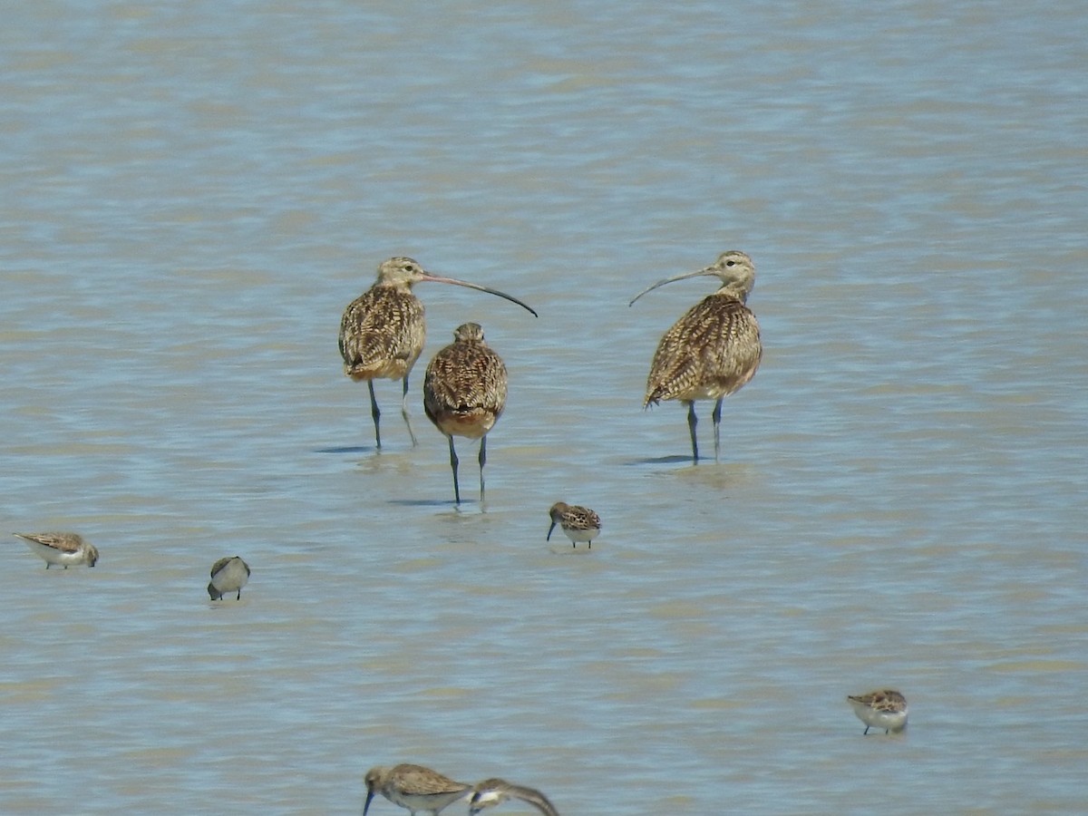 Long-billed Curlew - ML616867063