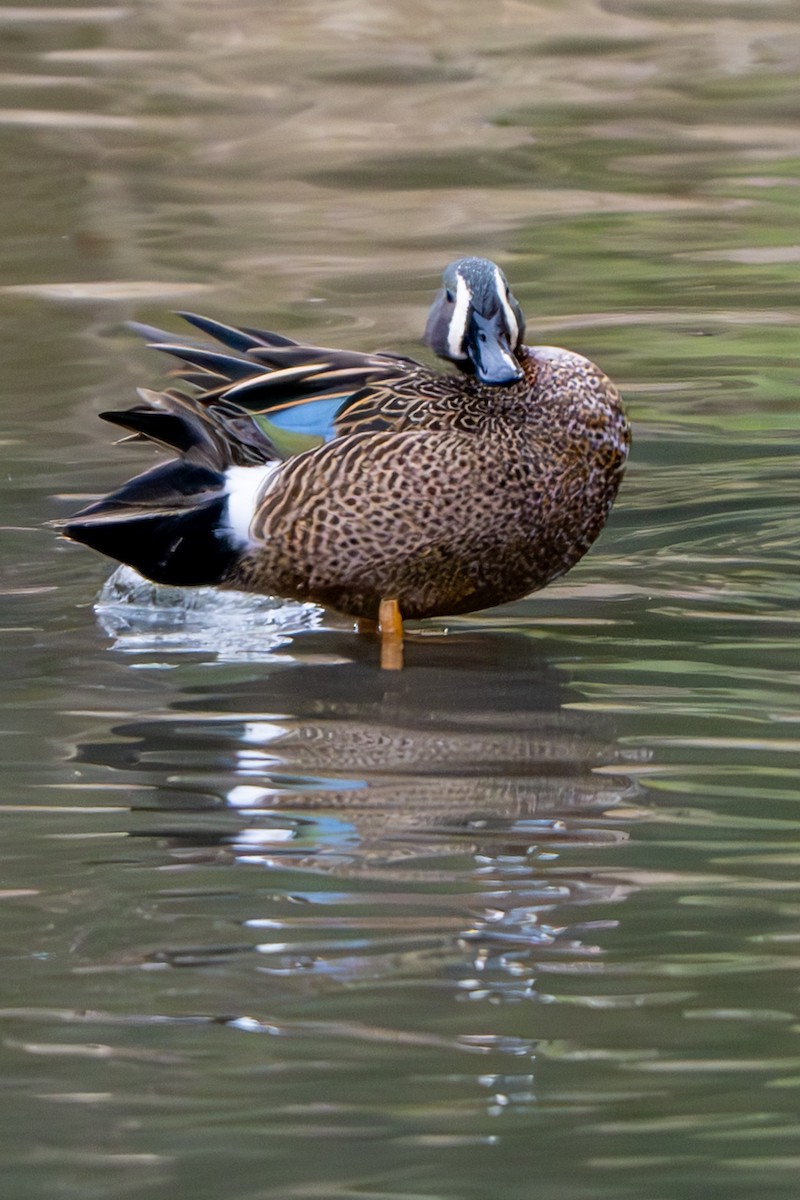 Blue-winged Teal - ML616867079