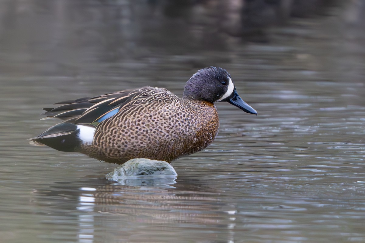 Blue-winged Teal - ML616867096