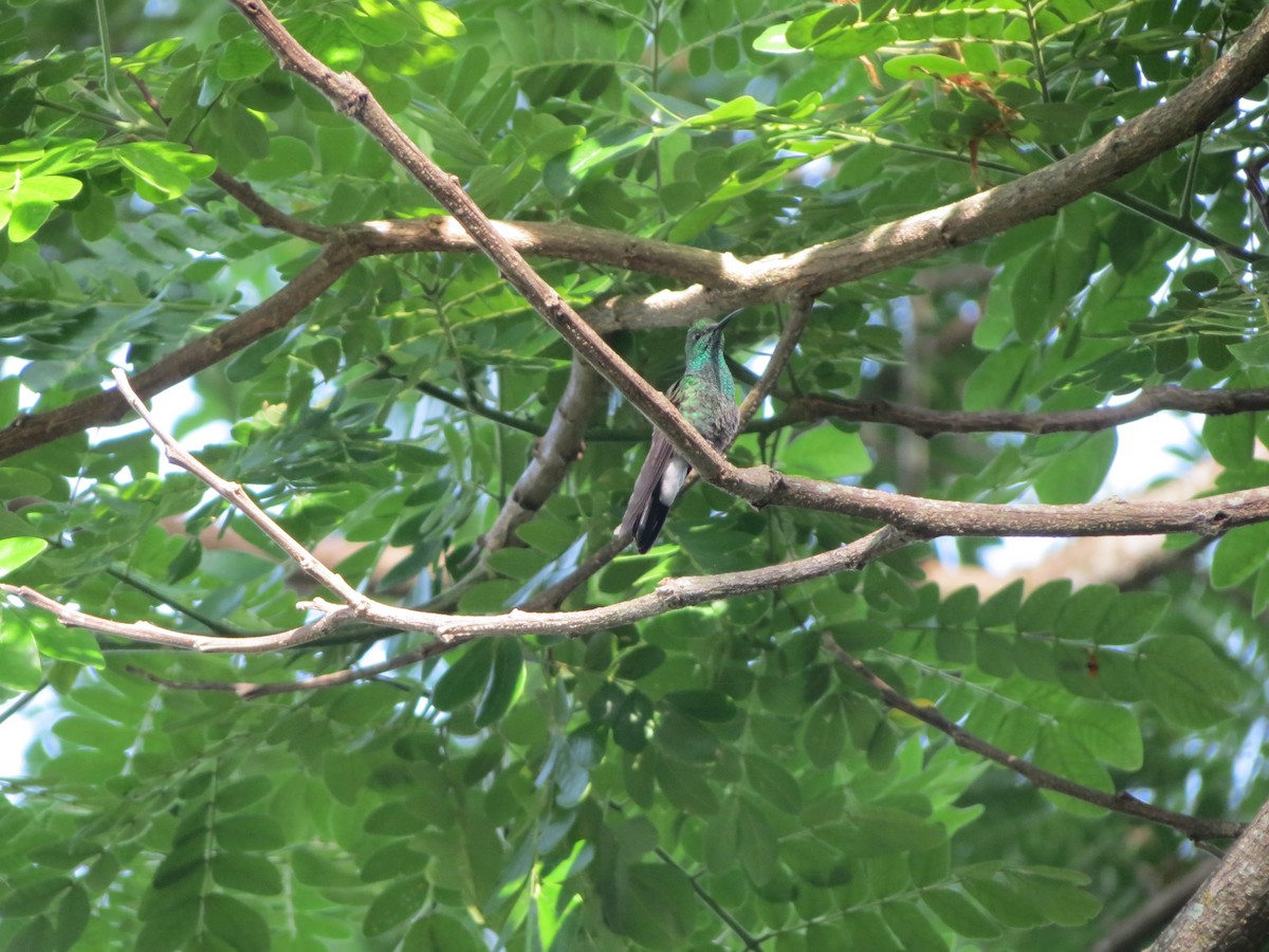 kolibřík bělořitý - ML616867191
