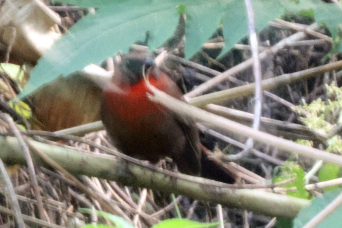 Red-throated Ant-Tanager (Red-throated) - ML616867196