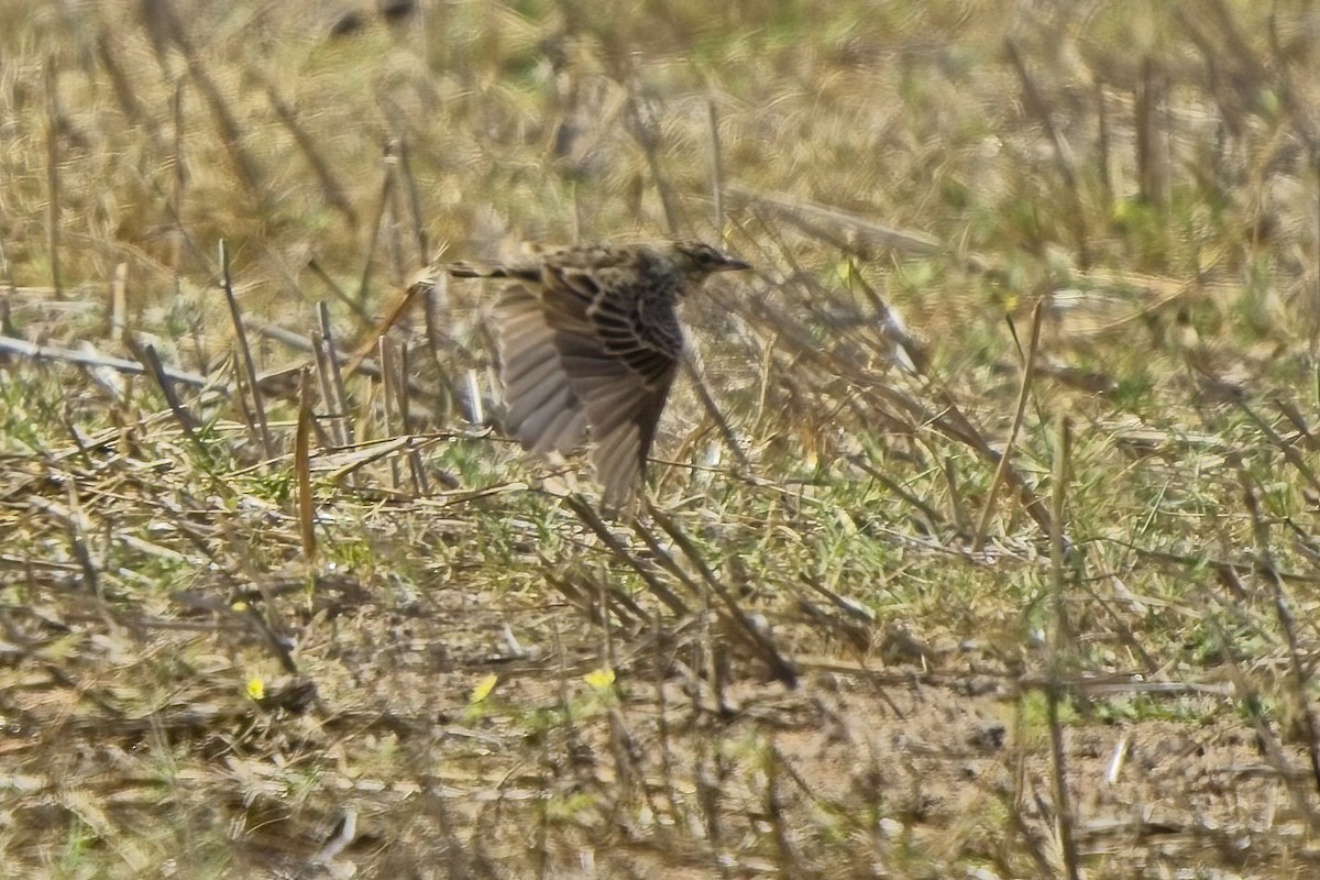 African Pipit (African) - ML616867237