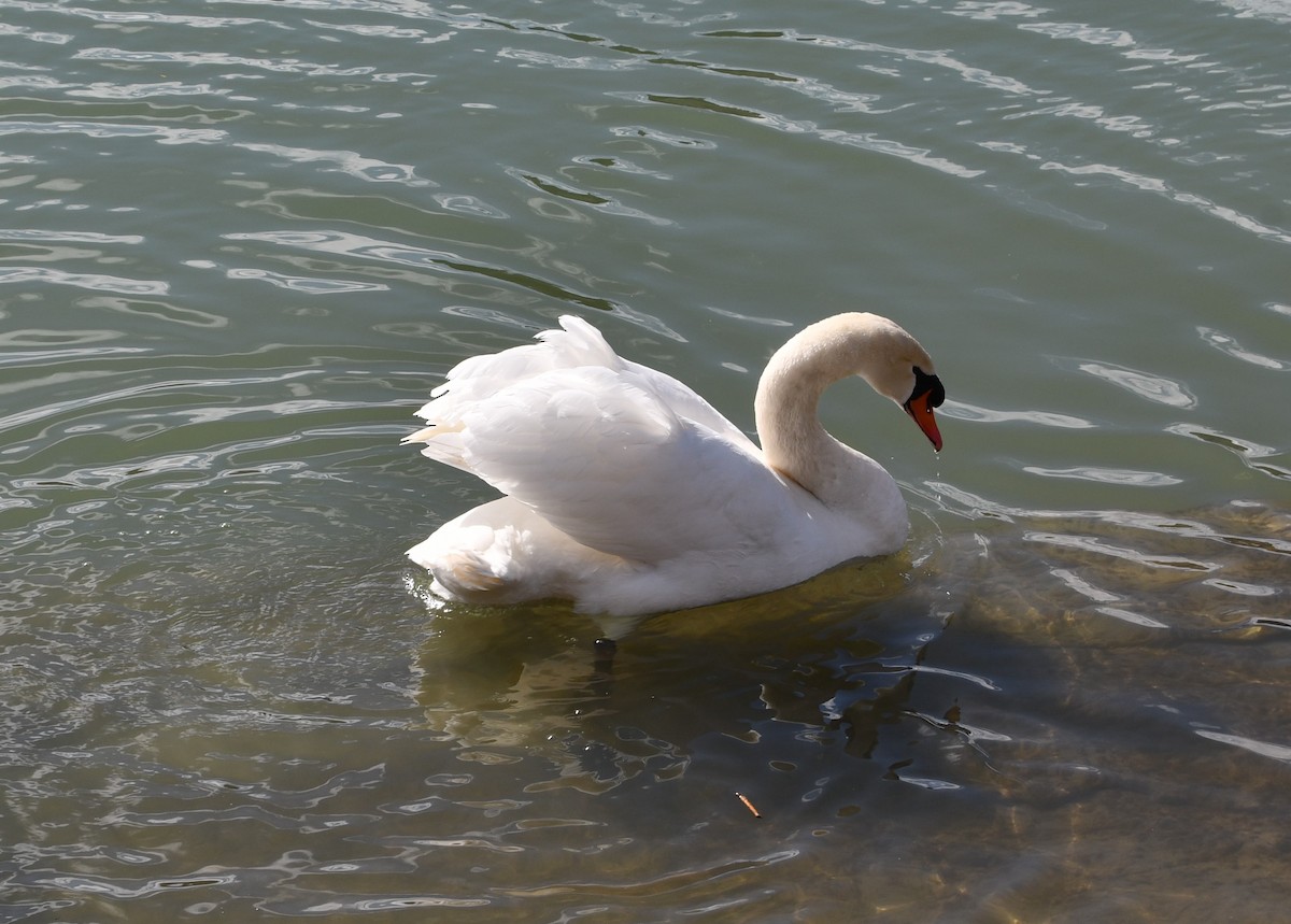 Mute Swan - Andrew Melnykovych