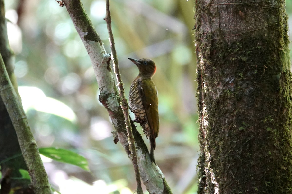 Rufous-winged Woodpecker - ML616867352