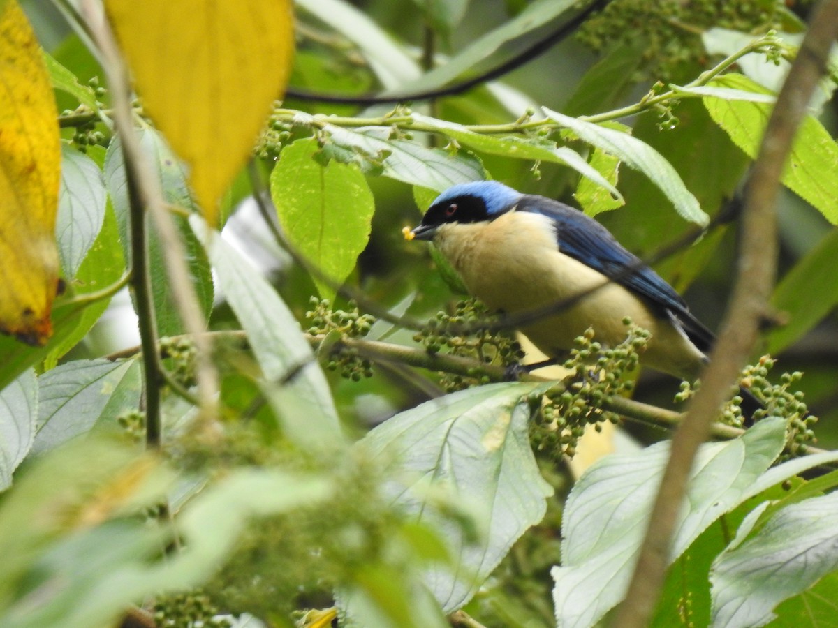 Fawn-breasted Tanager - ML616867429