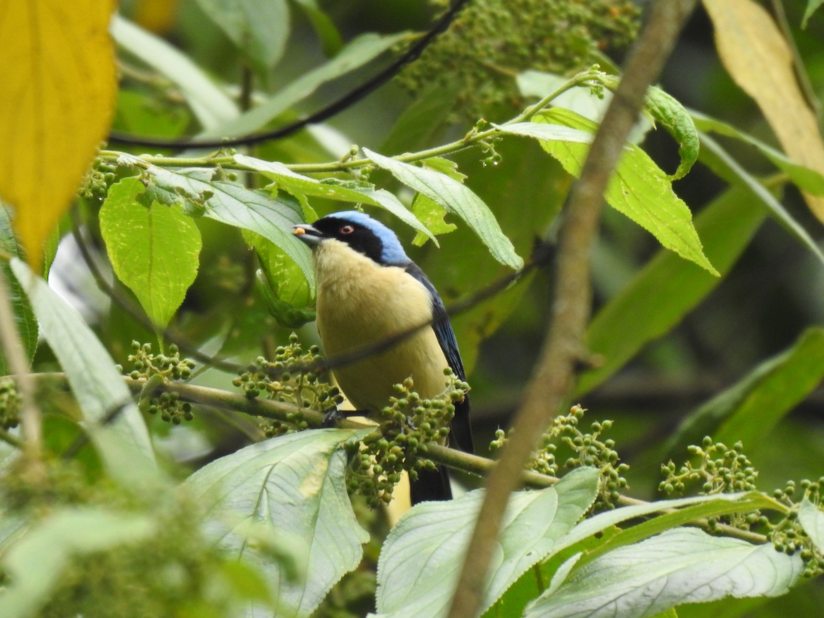 Fawn-breasted Tanager - ML616867434