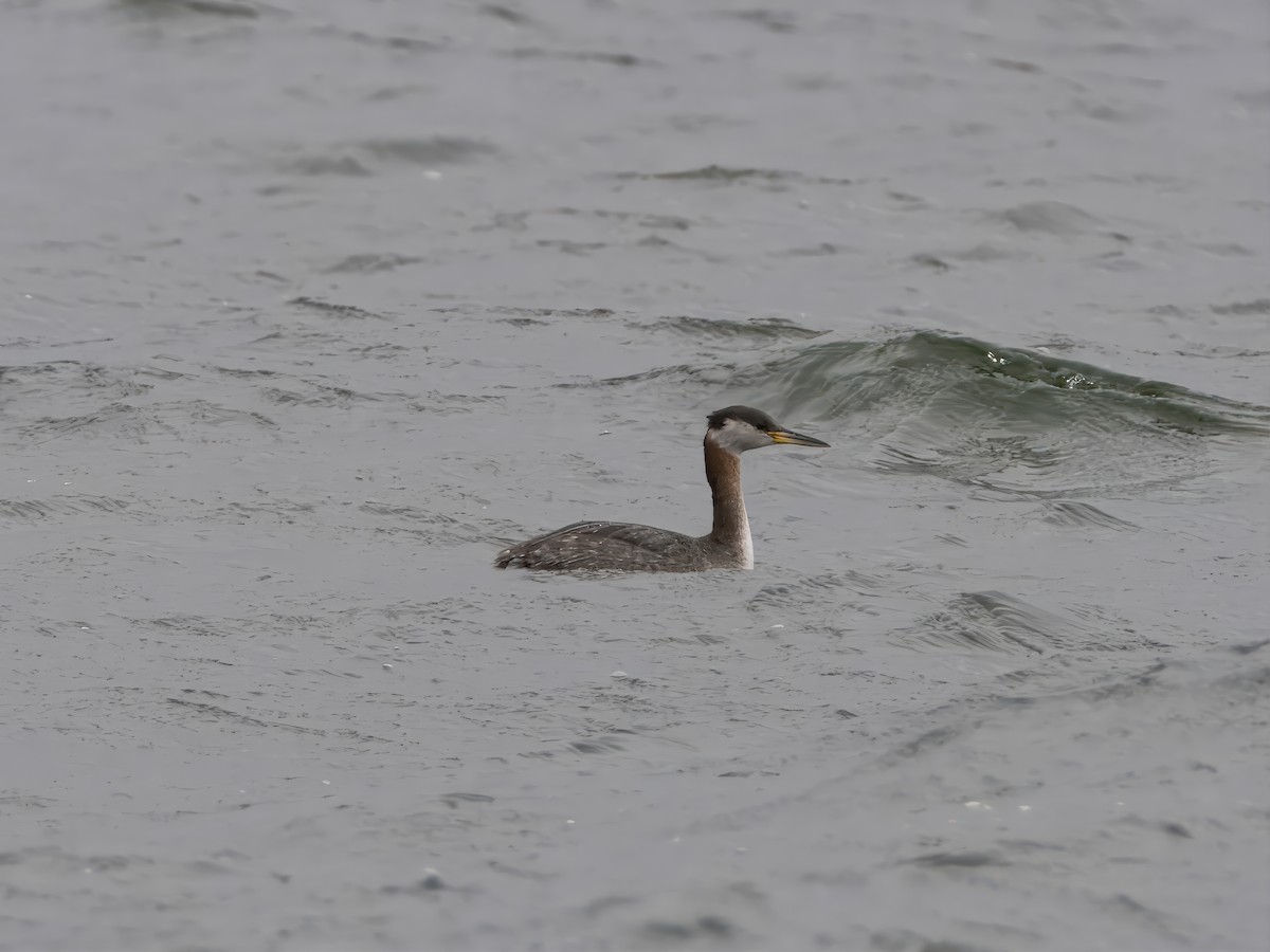 Red-necked Grebe - ML616867457