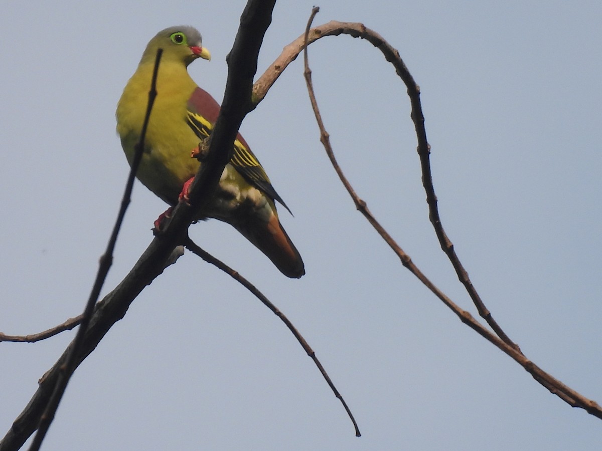 Thick-billed Green-Pigeon - ML616867587