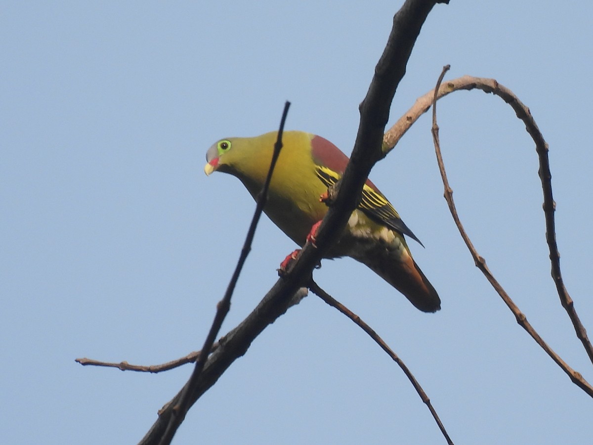 Thick-billed Green-Pigeon - ML616867588