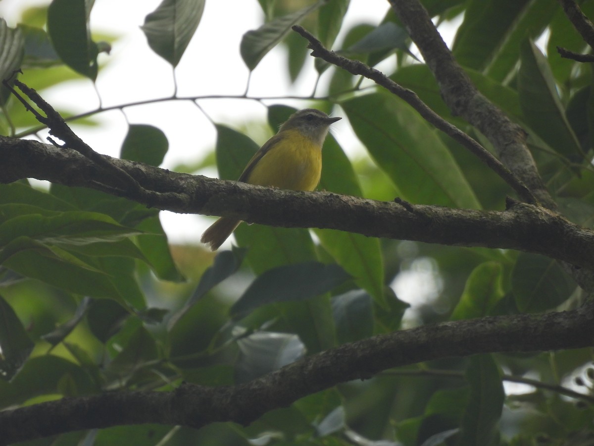 Yellow-bellied Warbler - ML616867721