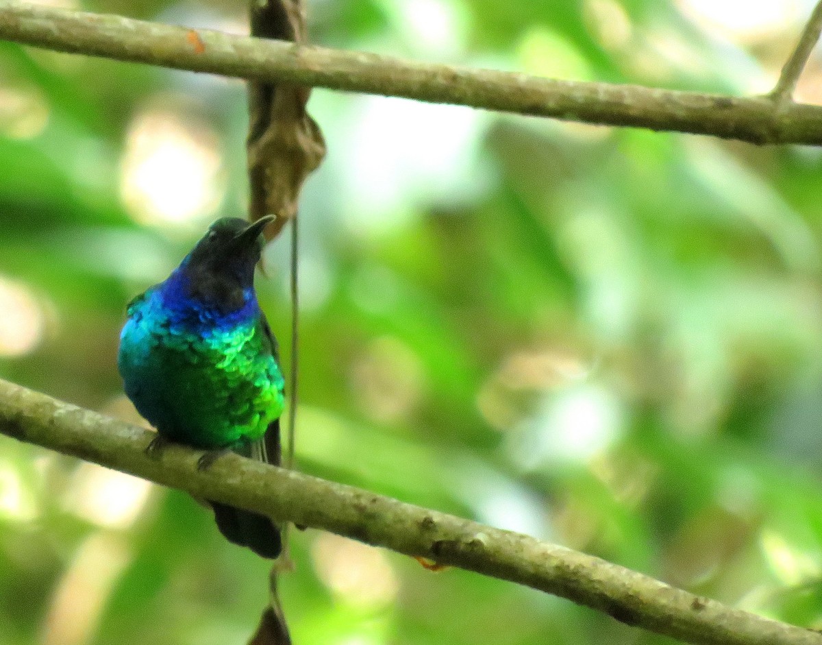 kolibřík tyrkysový - ML616867788