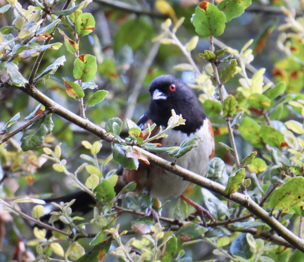 Spotted Towhee - ML616867898