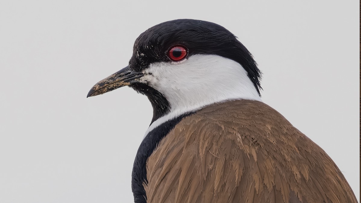 Spur-winged Lapwing - ML616868009