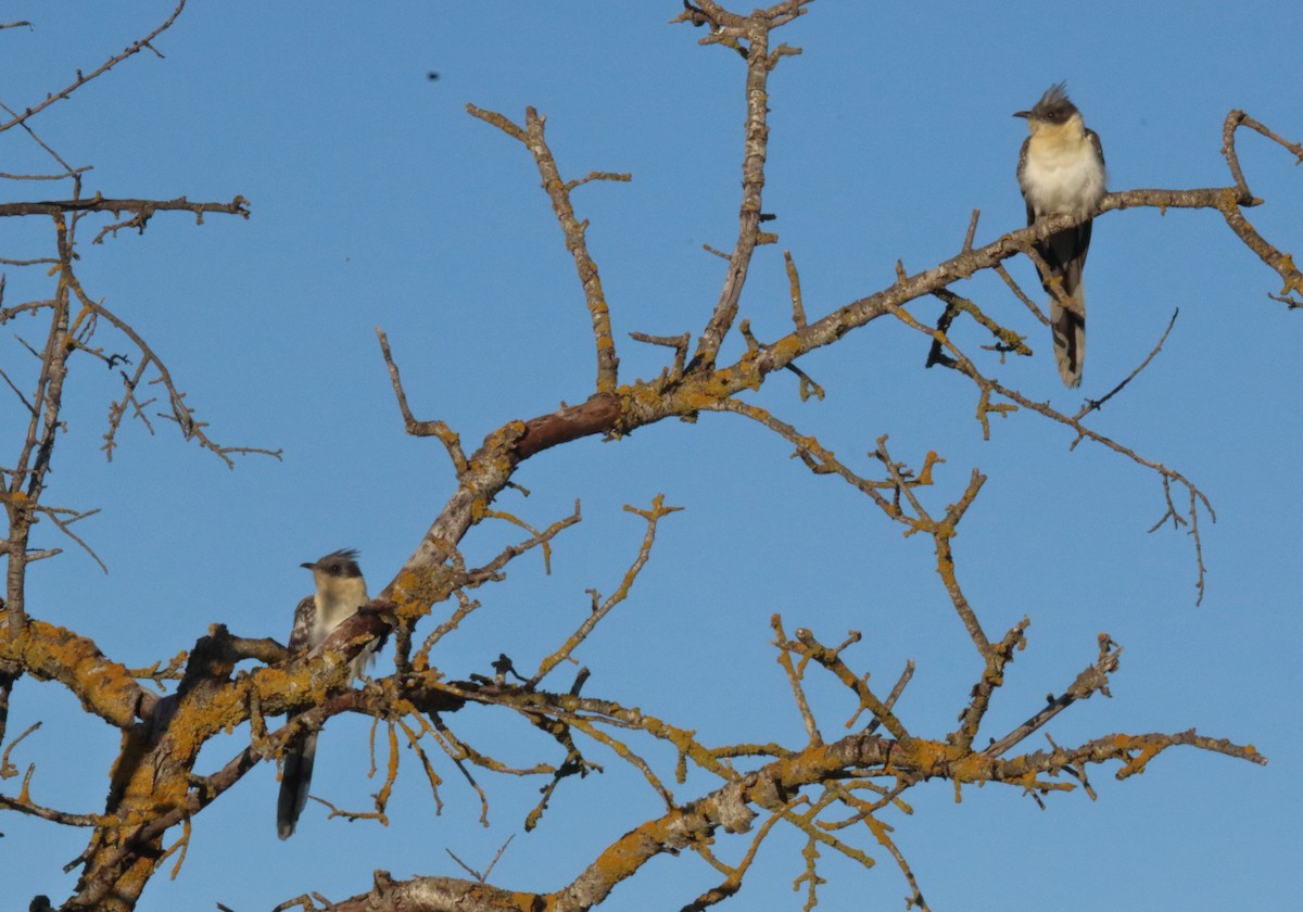 Great Spotted Cuckoo - Juan Carlos Albero