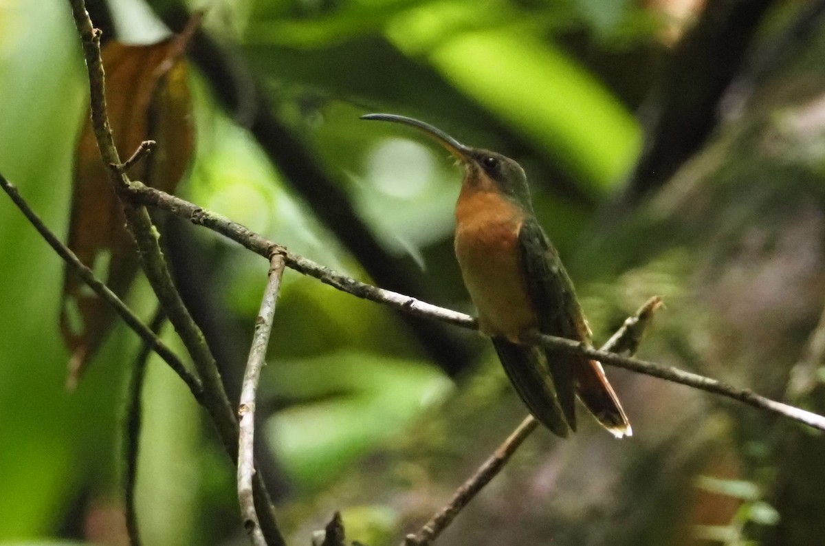 Rufous-breasted Hermit - ML616868414