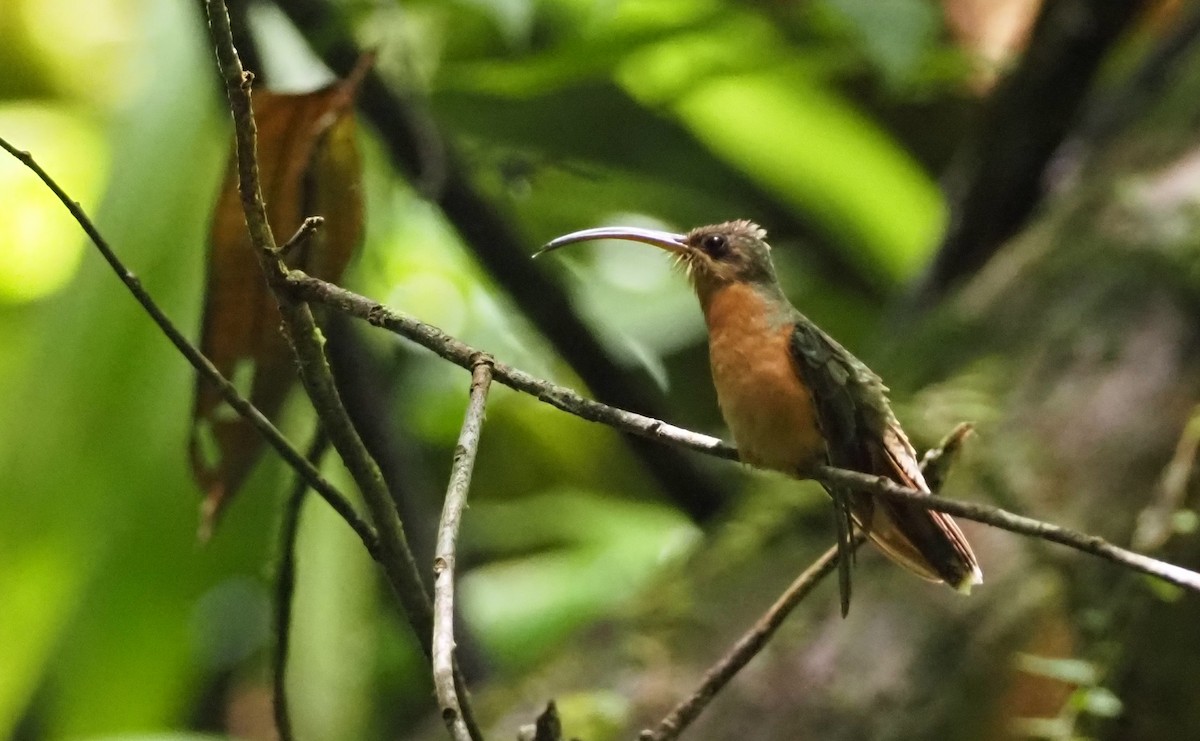 Rufous-breasted Hermit - ML616868415